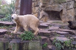 Berlin 2009: Knut, der Eisbär 